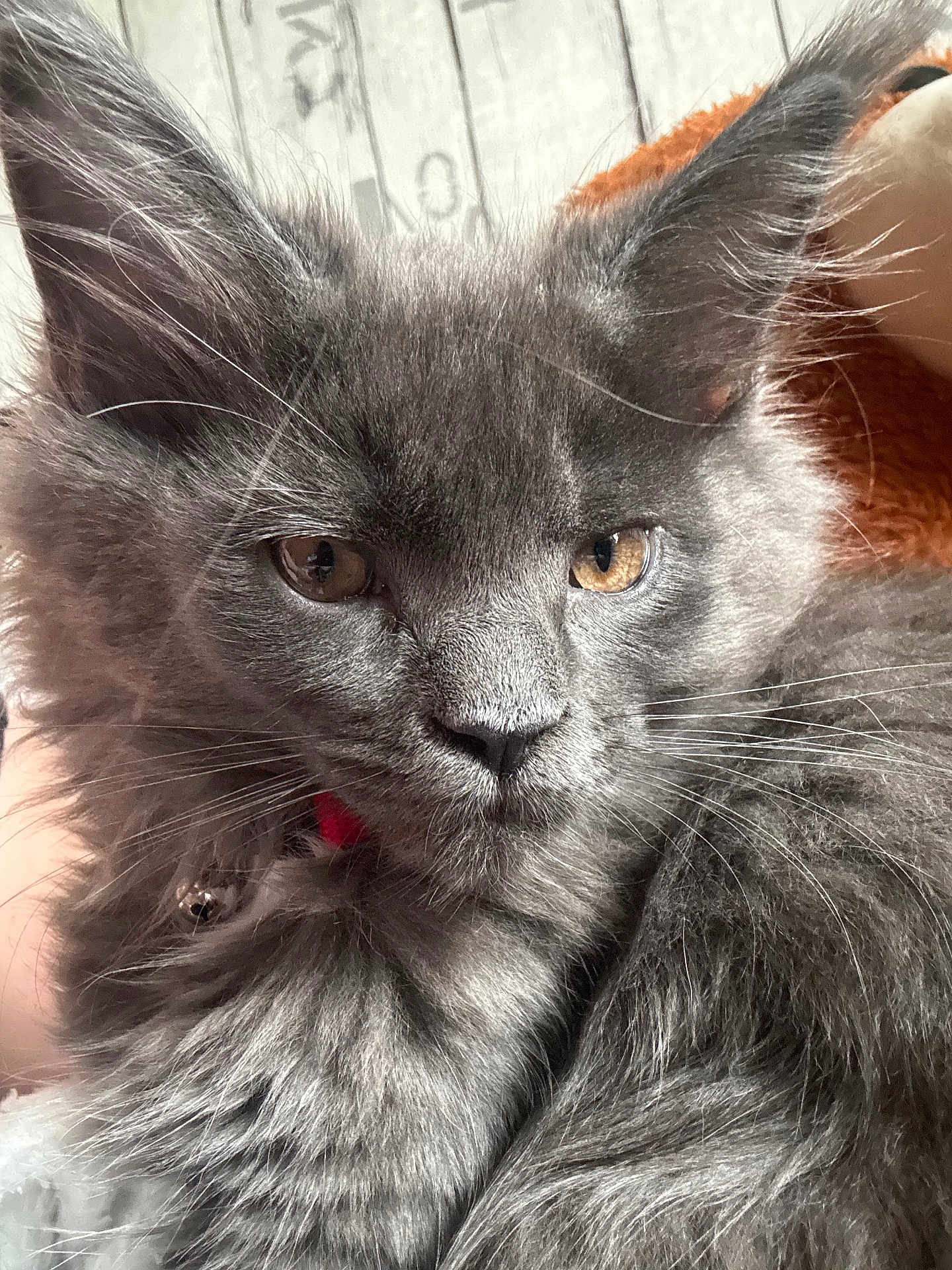 Démon a rejoint le concours — aidez-le/la à gagner de superbes lots ! cat, kitten, gray_fur, close_up, whiskers, ears, eyes, pet, animal, feline, fluffy, indoor, collar, bell, portrait, cute, domestic_animal, young, soft, curious