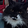 cat, black_and_white, fluffy, indoor, pet, feline, whiskers, yellow_eyes, paw, lap, relaxed, domestic_animal, fur, closeup, home, sitting, cozy, resting, animal, cute