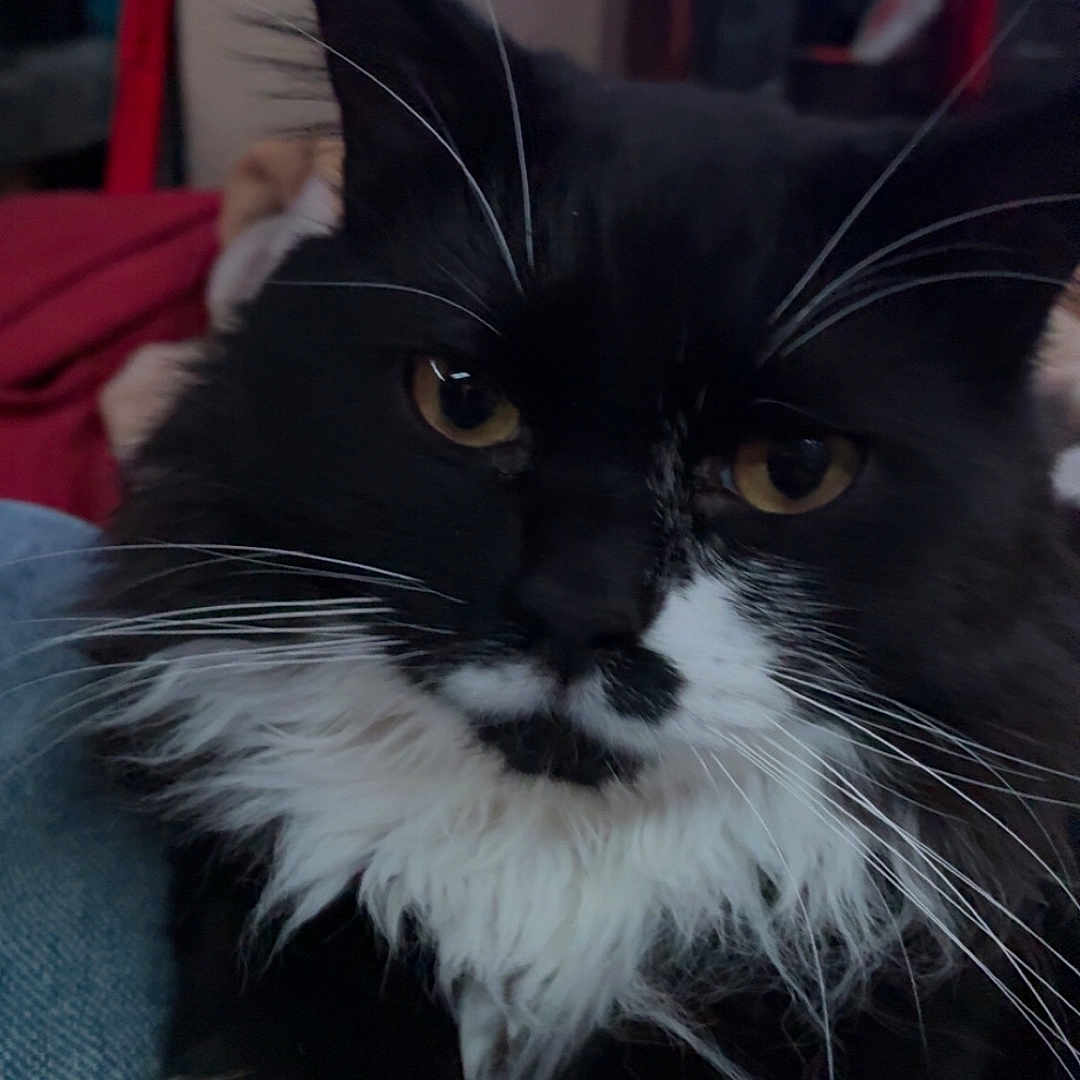 Clyde