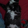 Clyde joined the competition — help win amazing prizes! cat, black_and_white, fluffy, lying_down, relaxed, indoor, bed, red_bedspread, pet, feline, whiskers, paws, fur, sleepy, cozy, domestic_animal, animal, resting, soft, cute