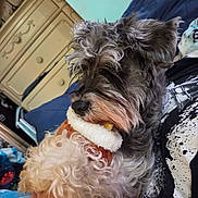 Pepper joined the competition — help win amazing prizes! animal, arm, bed, blanket, bracelet, close_up, cozy, curly_fur, cute, dog, dresser, furniture, indoor, person, pet, plush_toy, relaxed, resting, schnauzer, toy