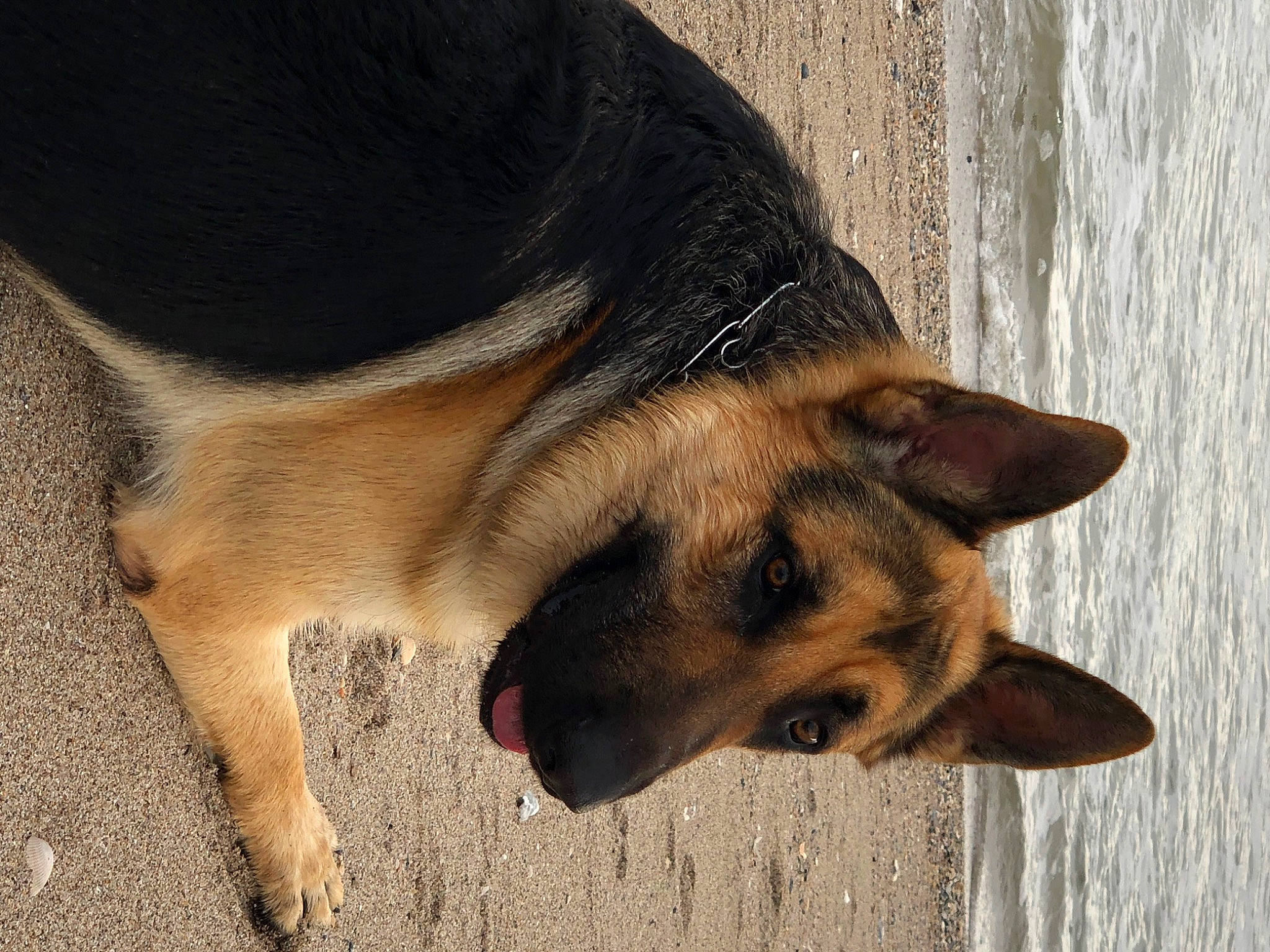 Bentley is registered to the contest to win money with this photo: canidae, carnivore, dog, dog_breed, east_european_shepherd, fawn, german_shepherd_dog, king_shepherd, mammal, old_german_shepherd_dog, snout, street_dog, vertebrate, working_dog