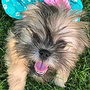 Lulu is registered to the contest to win money with this photo: dog, grass, outdoor, happy, smiling, fur, playful, blue_clothing, paw_prints, pet, tongue_out, cute, small_dog, canine, animal, nature, sunlight, joyful, fluffy, portrait