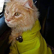 Lazer participe au concours pour gagner de l'argent avec cette photo : carnivoran, cat, cat_like_mammal, domestic_short_haired_cat, european_shorthair, fur, kitten, small_to_medium_sized_cats, snout, whiskers