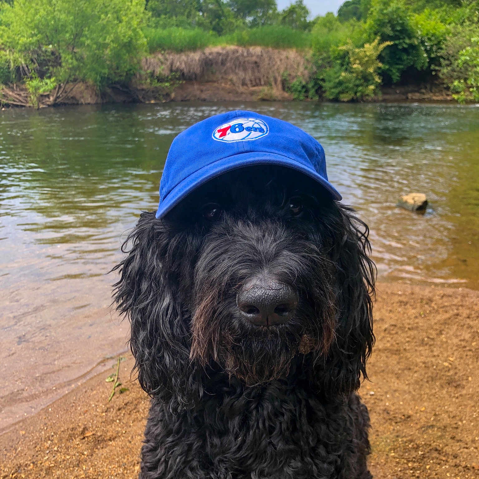 Bravo joined the competition — help win amazing prizes! barbet, canidae, carnivore, cavapoo, cockapoo, dog, dog_breed, labradoodle, mammal, portuguese_water_dog, spanish_water_dog, sporting_group, water_dog