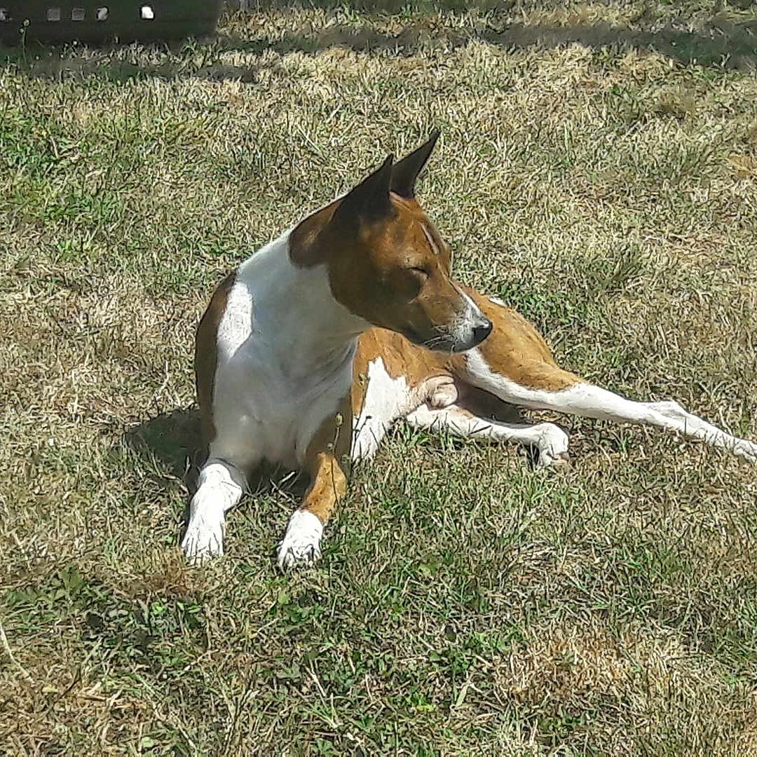 Indi