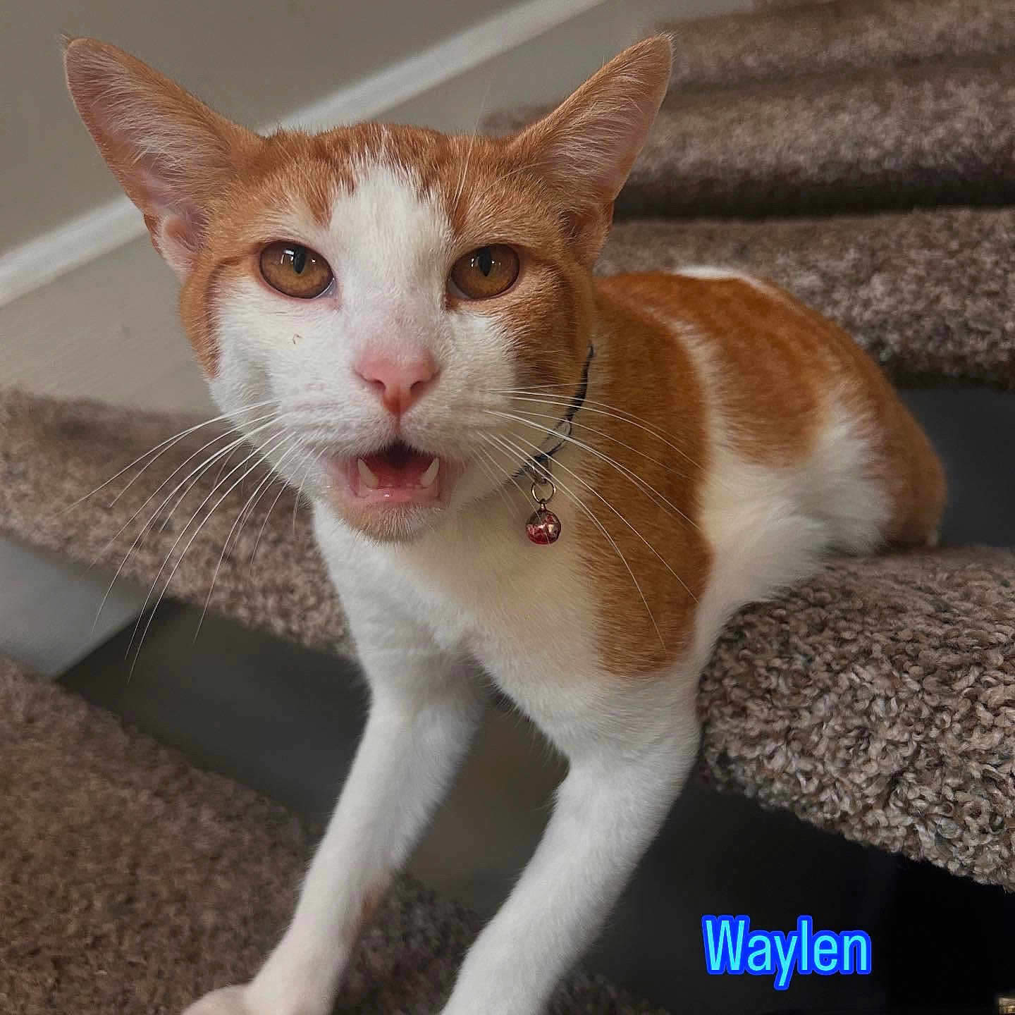 Waylen