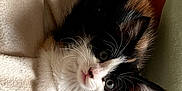 Ayla a rejoint le concours — aidez-le/la à gagner de superbes lots ! kitten, cat, calico, fur, whiskers, eyes, pet, animal, cute, indoor, blanket, soft, cozy, resting, young, small, curious, feline, closeup, portrait