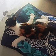Ayla participe au concours pour gagner de l'argent avec cette photo : animal, bedroom, calico, cat, cozy, cute, domestic, fur, home, indoor, kitten, pattern, paw, pet, pillow, relaxing, resting, small, soft_light, tail
