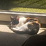 Ayla a rejoint le concours — aidez-le/la à gagner de superbes lots ! animal, calico, cat, cozy, daylight, domestic, floor, fur, glass_door, grass, indoor, nature, pet, quiet, relaxing, resting, shadow, sleeping, sunlight, window