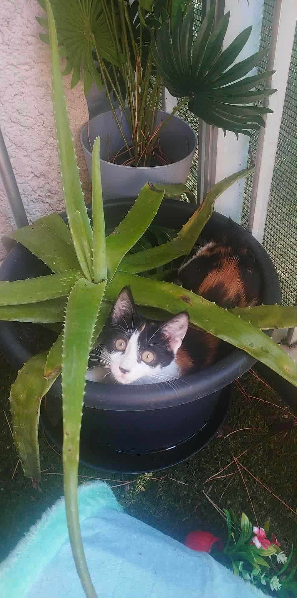 Ayla a rejoint le concours — aidez-le/la à gagner de superbes lots ! cat, calico_cat, aloe_vera, plant_pot, potted_plant, green_leaves, balcony, garden, curious_cat, pet, animal, domestic_cat, flora, nature, outdoor, flower, colorful, spiky_plant, black_pot, playful