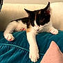 Ayla a rejoint le concours — aidez-le/la à gagner de superbes lots ! kitten, cat, calico, paw, pink_paw_pads, sleepy, cushion, teal, furniture, indoor, pet, animal, cozy, resting, cute, fur, whiskers, relaxed, home, nap