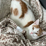 Cali is registered to the contest to win money with this photo: cat, animal, pet, feline, white, orange, leopard_print, blanket, soft, cozy, cute, resting, fur, whiskers, ears, eyes, indoor, comfort, pattern, relaxing