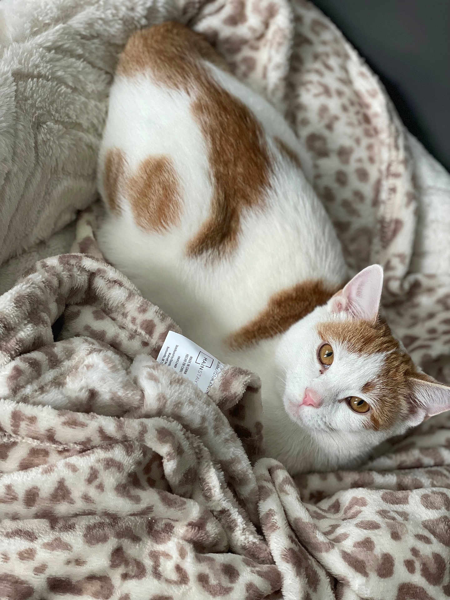 Cali is registered to the contest to win money with this photo: cat, animal, pet, feline, white, orange, leopard_print, blanket, soft, cozy, cute, resting, fur, whiskers, ears, eyes, indoor, comfort, pattern, relaxing