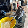 cat, gray_cat, kitchen, cooking, baking, mixing_bowl, flour, whisk, countertop, appliances, knives, utensils, feline, fur, green_eyes, sitting, paw, food_preparation, indoors, home