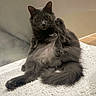 cat, gray_cat, fluffy, long_hair, pet, animal, feline, sitting, paw_up, green_eyes, whiskers, ears, tail, carpet, indoors, home, portrait, funny_pose, cute, photography