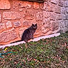 cat, gray_cat, stone_wall, grass, leaves, outdoor, animal, pet, feline, sitting, fur, nature, window, building, texture, daylight, garden, calm, quiet, serene