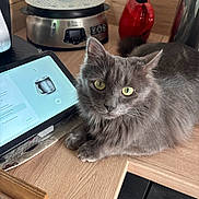 Winnie participe au concours pour gagner de l'argent avec cette photo : cat, gray_cat, yellow_eyes, feline, pet, kitchen, wooden_counter, tablet, recipe, appliance, home, domestic, curious, fur, whiskers, indoor, tabletop, relaxed, closeup, cute