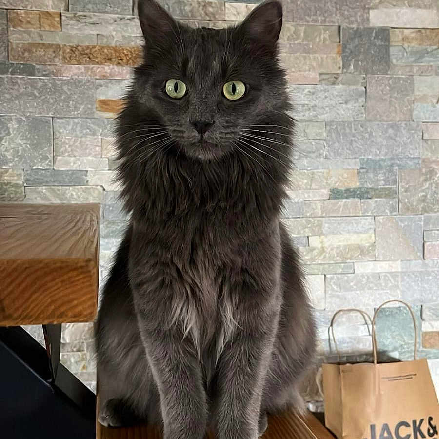 Winnie a rejoint le concours — aidez-le/la à gagner de superbes lots ! cat, gray_cat, fluffy_cat, indoor, wooden_beam, stone_wall, green_eyes, pet, feline, sitting, looking, fur, whiskers, paper_bag, jack_and_jones, shopping_bag, home, cozy, curious, animal