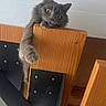cat, gray_cat, fluffy, furry, pet, animal, green_eyes, paw, danging_paw, sitting, lounging, chair, wooden_furniture, black_panel, indoor, home, tiled_wall, portrait, curious, funny