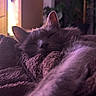cat, sleeping, pet, animal, furry, gray_cat, whiskers, ears, closed_eyes, nose, cozy, blanket, soft, indoors, window, purple_lighting, warm_light, relaxed, close_up, portrait