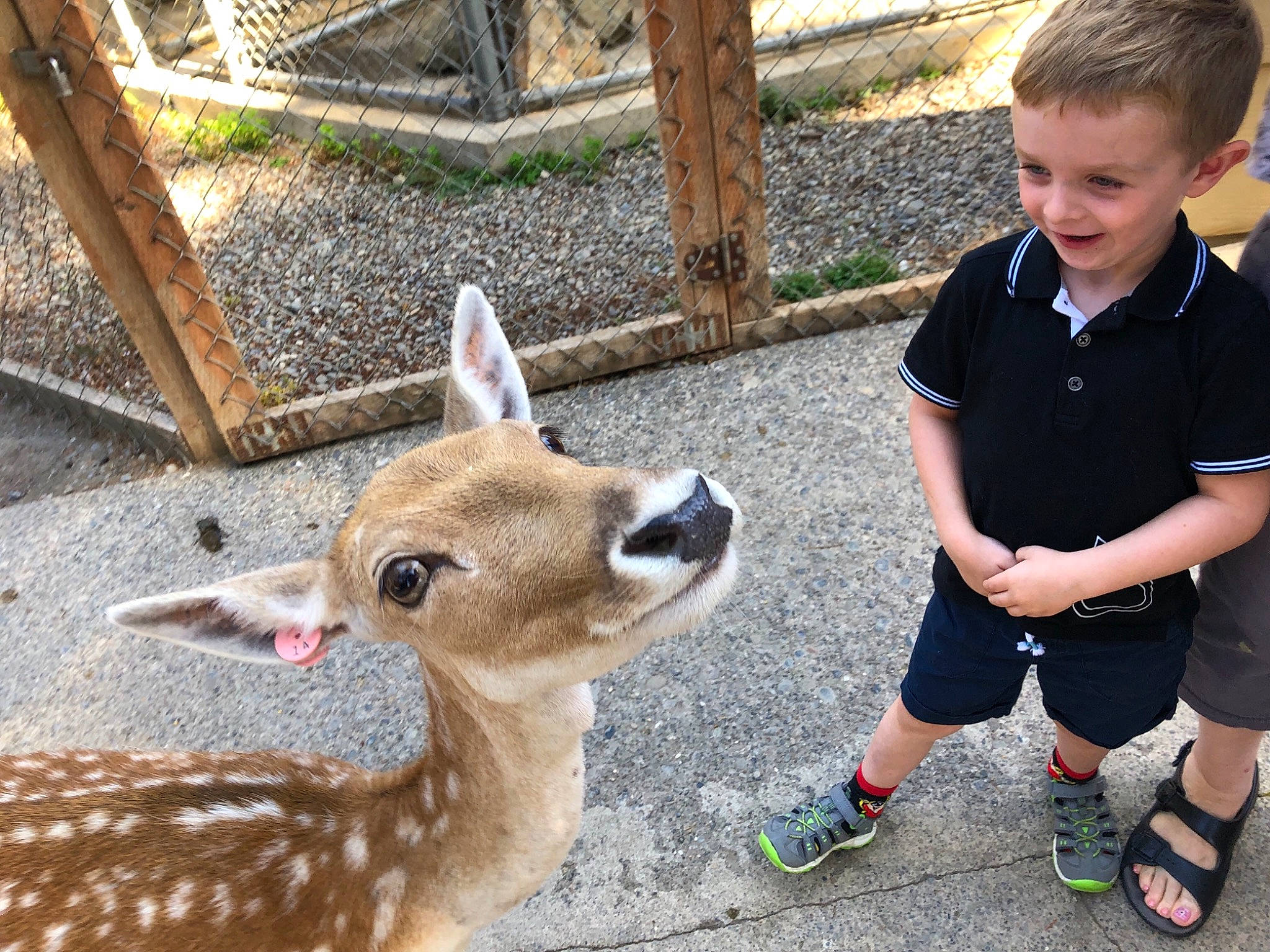 Jared is registered to the contest to win money with this photo: adaptation, deer, fawn, guanaco, llama, mammal, person, terrestrial_animal, vicuna, wildlife, zoo