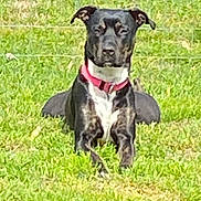 Marley joined the competition — help win amazing prizes! alert, animal, black_dog, canine, collar, daylight, dog, domestic_animal, ears, fence, fur, grass, greenery, muzzle, nature, outdoor, pet, portrait, quiet, sitting