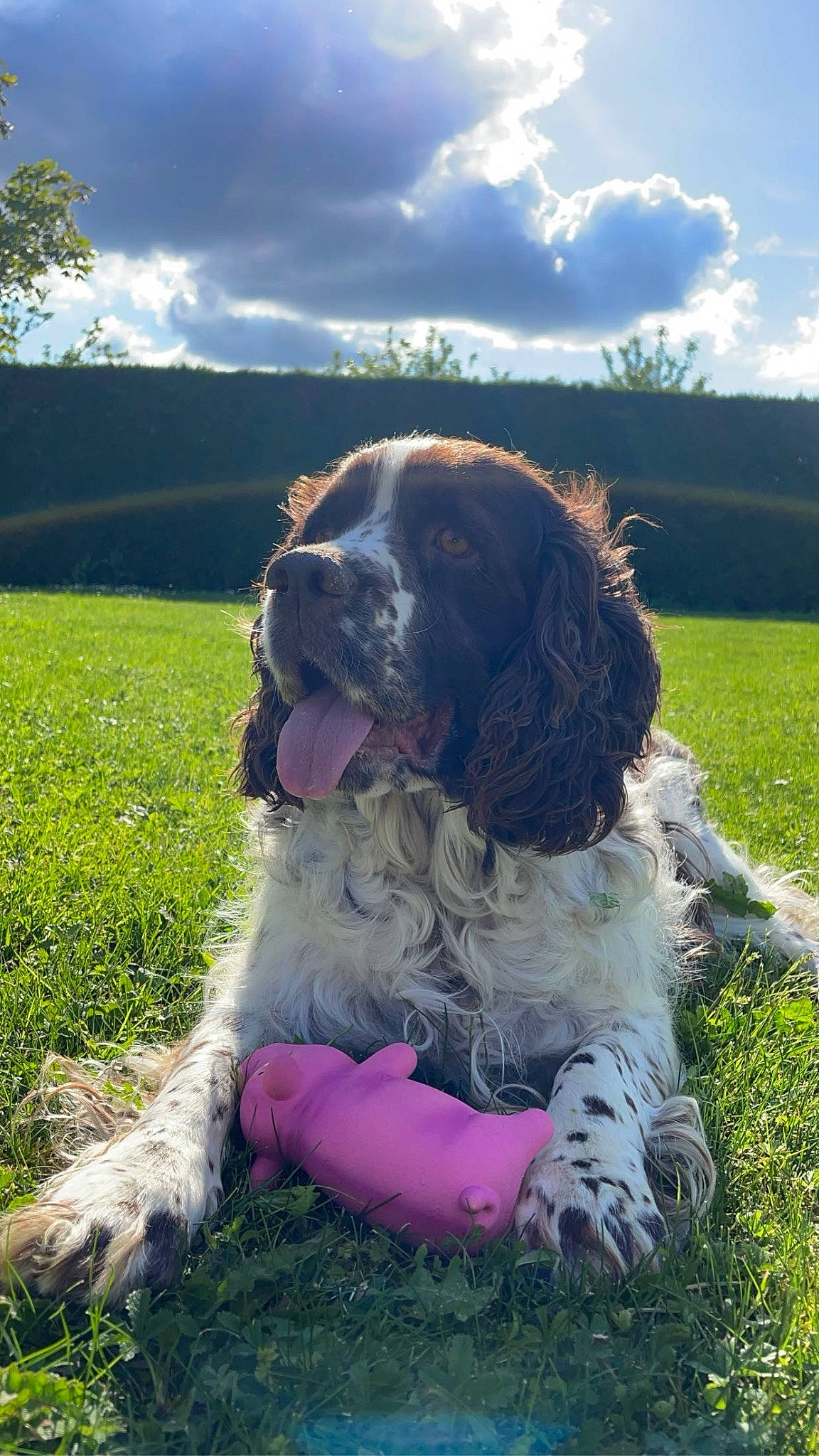 Noisette a rejoint le concours — aidez-le/la à gagner de superbes lots ! canidae, carnivore, cloud, companion_dog, cumulus, dog, dog_breed, dog_collar, fur, grass, grassland, gun_dog, irish_red_and_white_setter, liver, plant, pointing_breed, sky, spaniel, sporting_group, tree