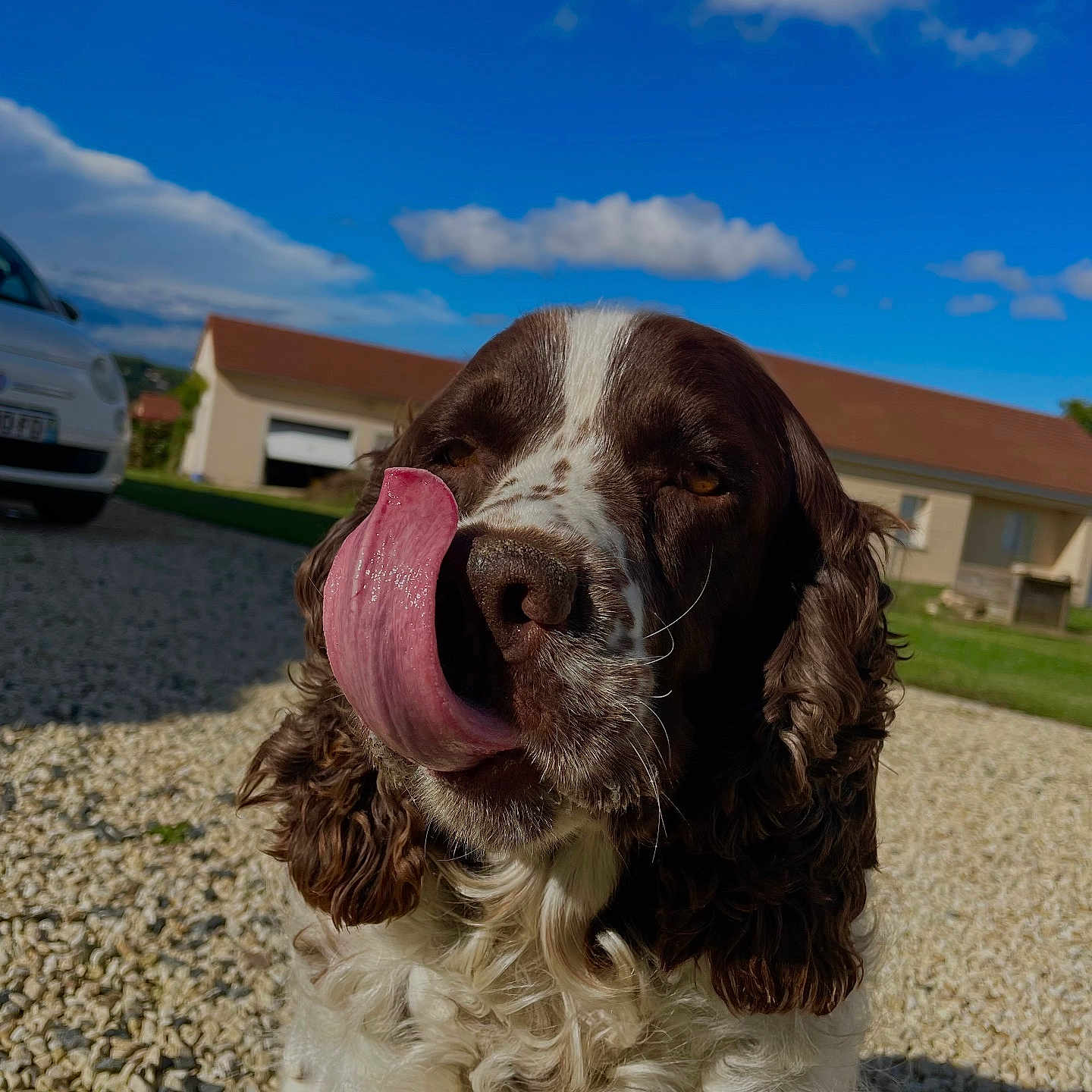 Noisette a rejoint le concours — aidez-le/la à gagner de superbes lots ! alloywheel, animal, architecture, building, canine, car, carwheel, cockerspaniel, dog, machine, outdoors, pet, pointer, road, shelter, spoke, tire, transportation, vehicle, wheel
