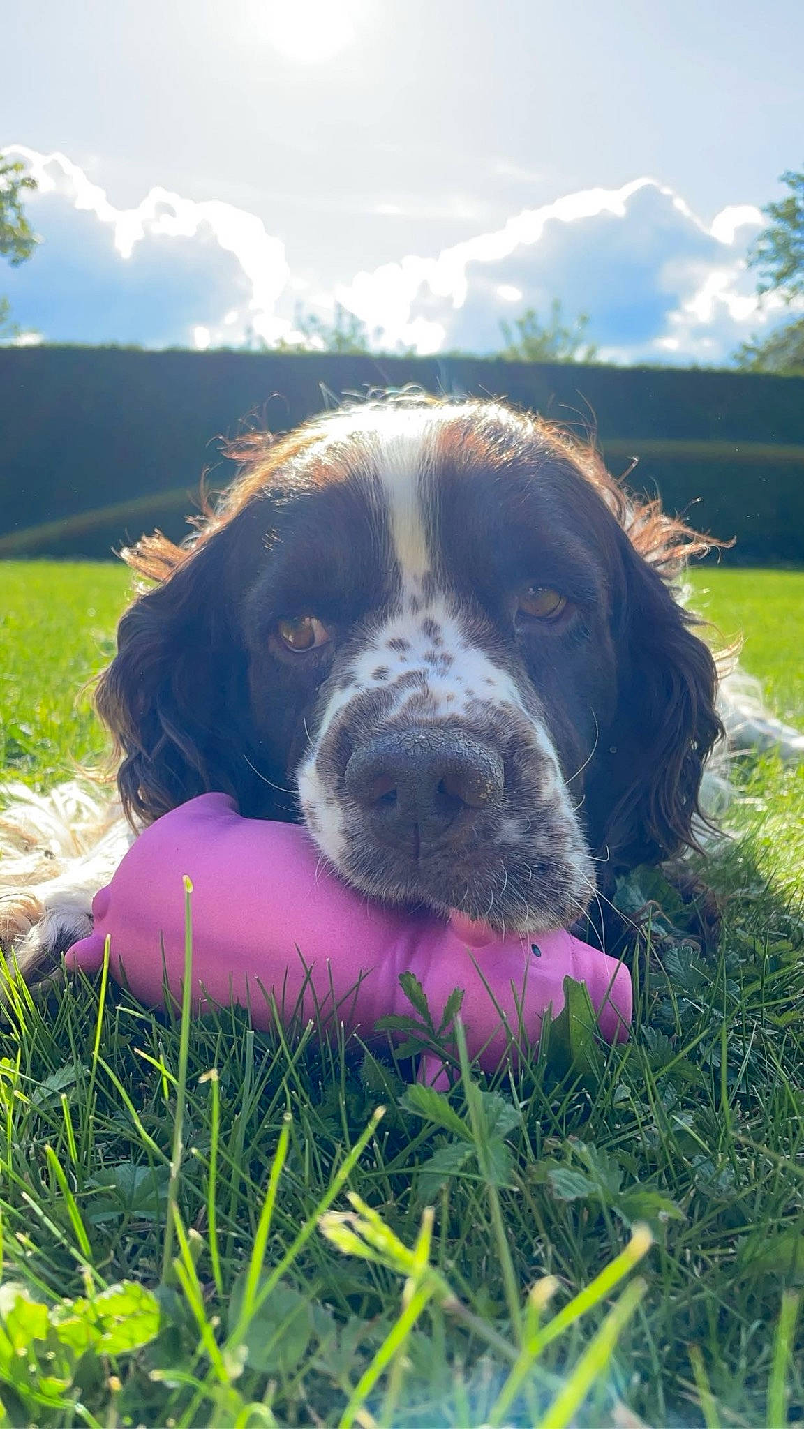 Noisette a rejoint le concours — aidez-le/la à gagner de superbes lots ! ball, canidae, carnivore, cloud, companion_dog, cumulus, dog, dog_breed, grass, grassland, gun_dog, happy, leisure, plant, sky, snout, sporting_group, tree, vertebrate, working_dog