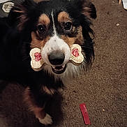 Bitsy is registered to the contest to win money with this photo: dog, bone, pet, animal, carpet, indoor, cute, happy, treat, fur, black_fur, brown_fur, white_fur, eyes, nose, mouth, paw, toy, floor, home