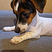 Aiko a rejoint le concours — aidez-le/la à gagner de superbes lots ! puppy, dog, white, brown, spots, couch, indoor, pet, fur, paw, ears, nose, closeup, animal, young, cute, domestic, resting, looking_down, texture