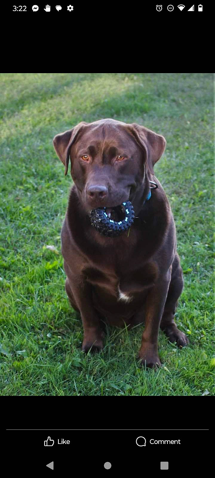 Grizzly joined the competition — help win amazing prizes! borador, canidae, carnivore, collar, companion_dog, dog, dog_breed, dog_collar, fawn, fur, grass, gun_dog, hunting_dog, liver, snout, sporting_group, terrestrial_animal, whiskers, working_animal, working_dog