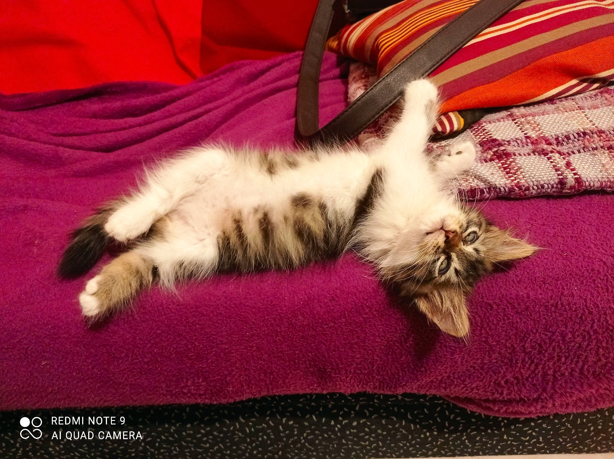 Izao participe au concours pour gagner de l'argent avec cette photo : carnivore, cat, claw, comfort, domestic_short_haired_cat, felidae, fur, linens, magenta, nap, paw, room, sleep, small_to_medium_sized_cats, tail, textile, whiskers, wood