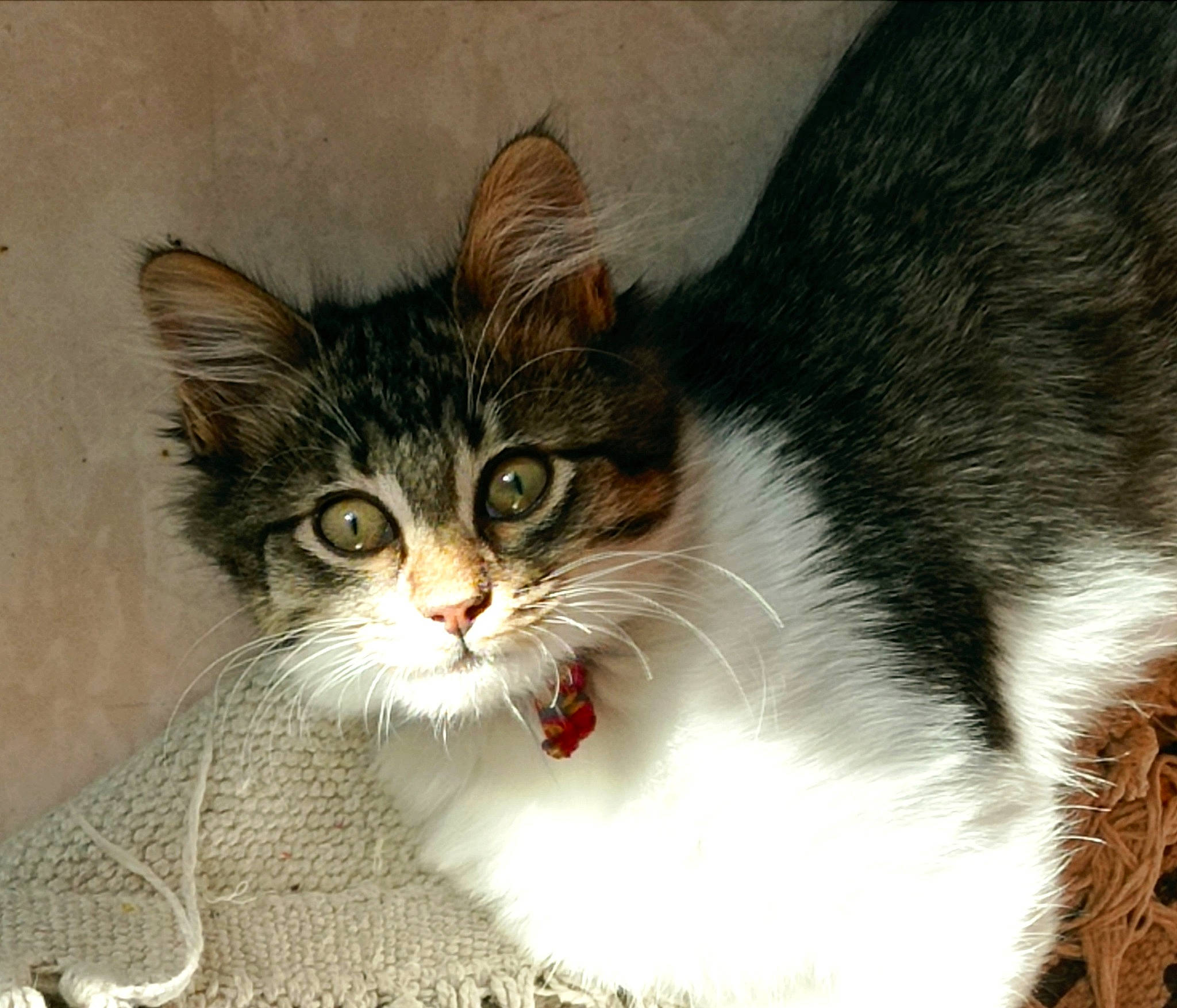 Izao participe au concours pour gagner de l'argent avec cette photo : carnivore, cat, cat_supply, claw, collar, domestic_short_haired_cat, felidae, fur, iris, paw, pet_supply, small_to_medium_sized_cats, snout, tail, terrestrial_animal, whiskers