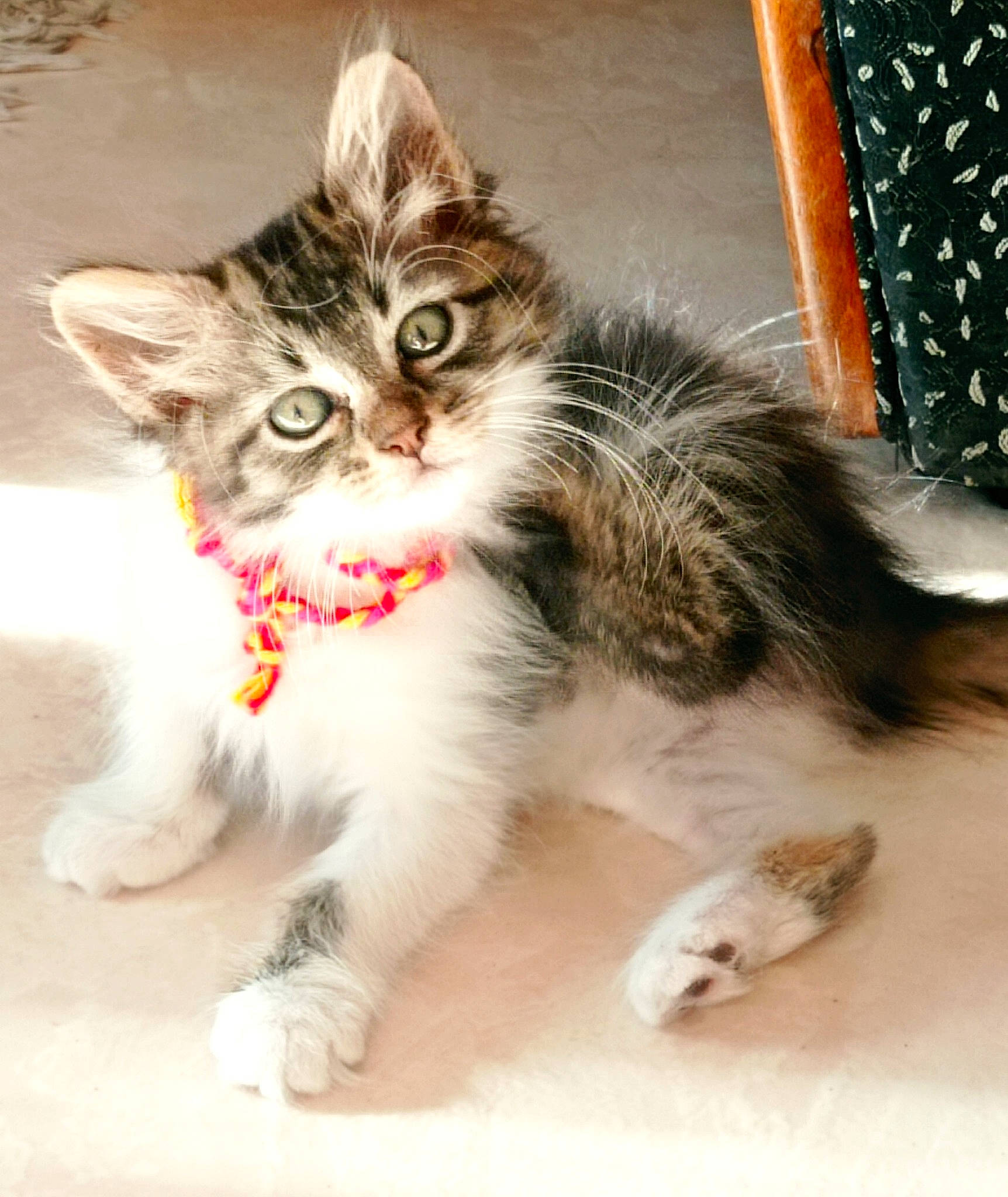 Isao a rejoint le concours — aidez-le/la à gagner de superbes lots ! carnivore, cat, claw, domestic_short_haired_cat, felidae, foot, fur, paw, photo_caption, sitting, small_to_medium_sized_cats, snout, tail, terrestrial_animal, toe, whiskers, window