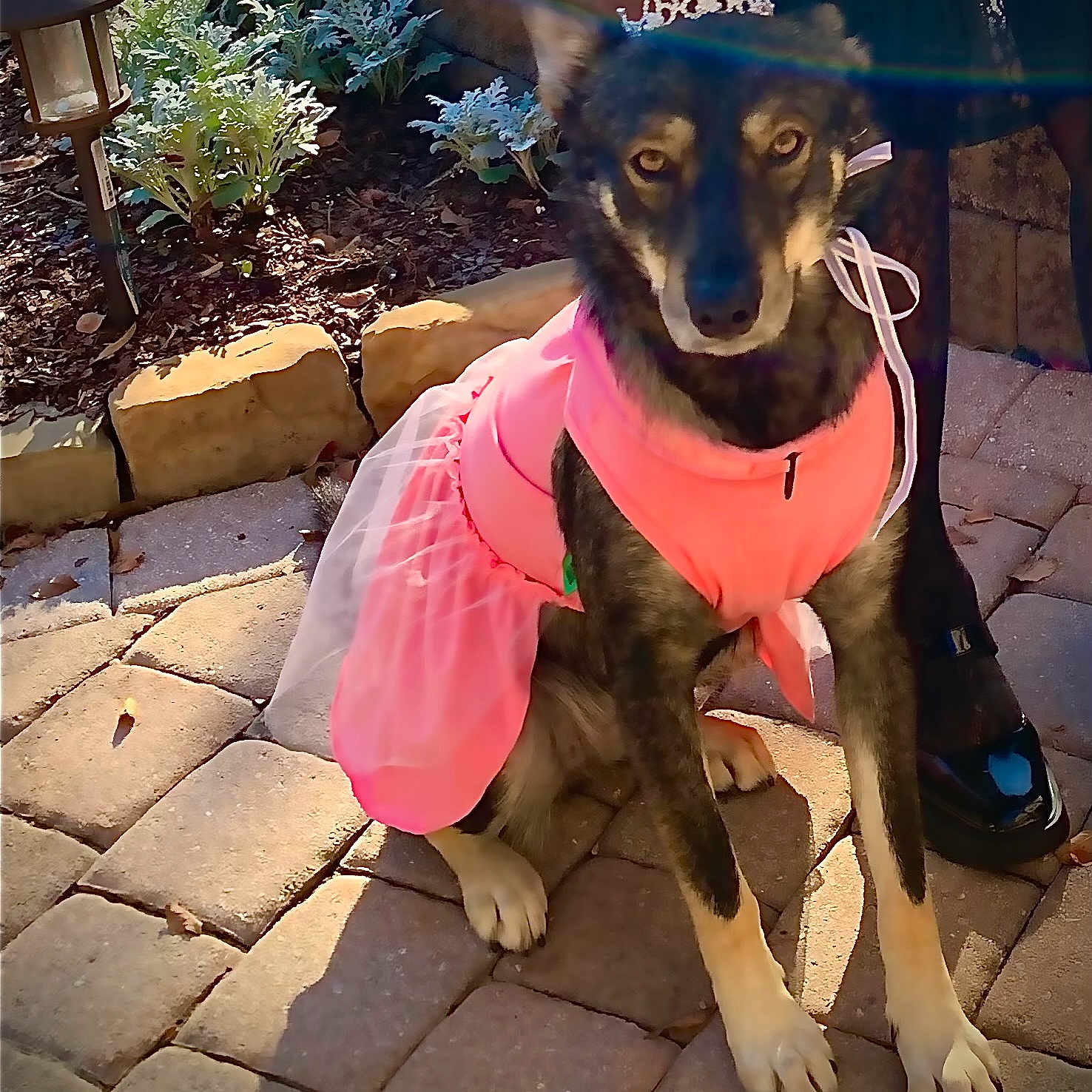 Emma Rose joined the competition — help win amazing prizes! adorable, animal, canine, costume, cute, dog, dress_up, fashion, garden, legs, outdoor, paved_patio, person, pet, pink_tutu, plant, shoes, sitting, sunlight, tiara