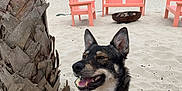 Emma Rose is registered to the contest to win money with this photo: animal, beach, chair, cloudy, coast, dog, fire_pit, harness, nature, ocean, outdoor, palm_tree, pet, pink, sand, sitting, sky, smiling, vacation, water