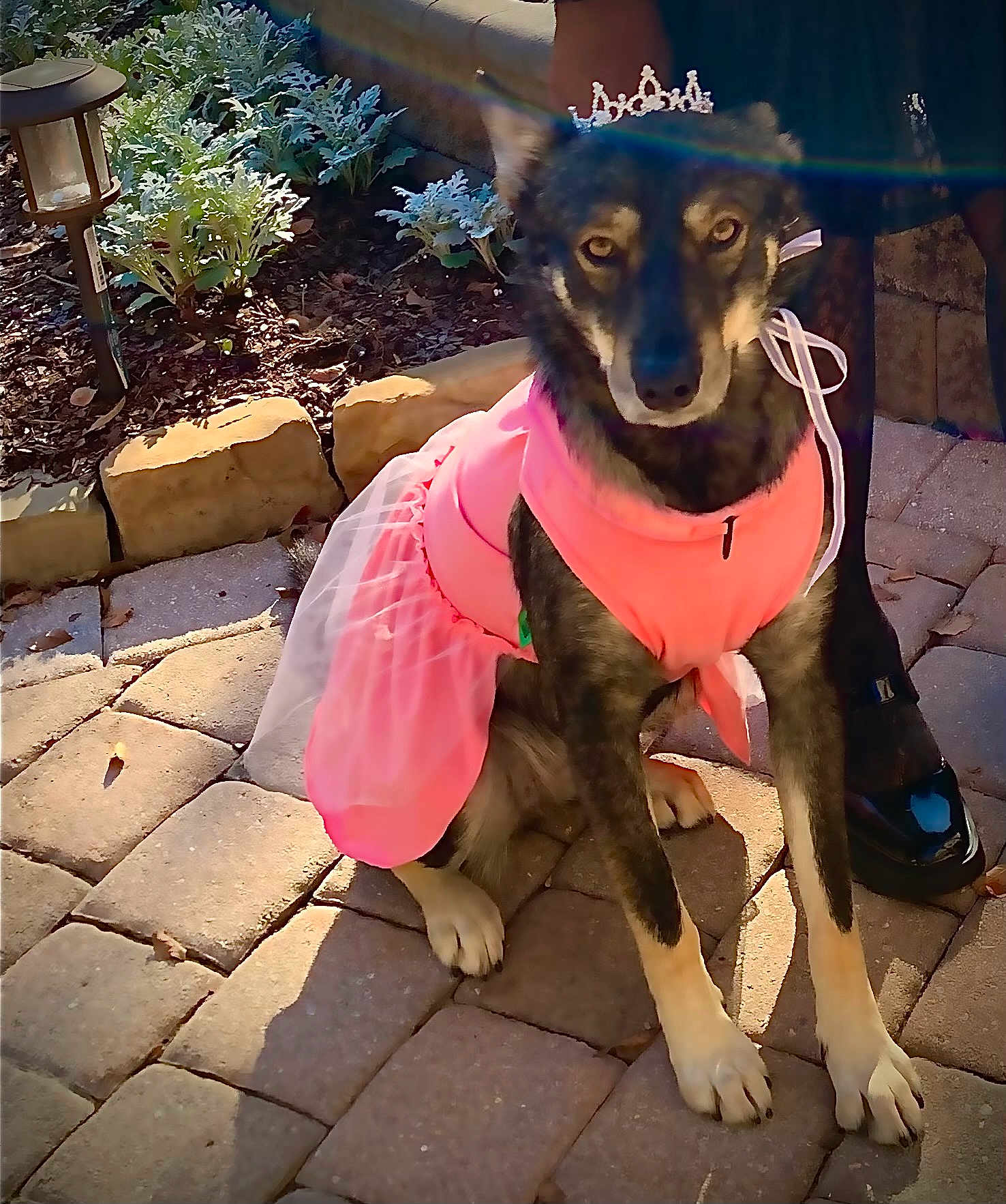 Emma Rose is registered to the contest to win money with this photo: dog, tutu, tiara, pet, outdoor, paved_path, garden, sunlight, costume, animal, canine, pink_clothing, flower_bed, stone, sitting, decorative, cute, playful, fashion, accessory