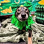 Emma Rose is registered to the contest to win money with this photo: accessory, animal, blanket, celebration, costume, cute, decorations, dog, festive, furry, gold_coins, green_bow, holiday, indoor, paw, pet, portrait, rainbow, st_patricks_day