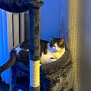 Oakie is registered to the contest to win money with this photo: cat, cat_tree, indoor, pet, feline, relaxed, plush, resting, cozy, curtain, radiator, carpet, scratching_post, white_and_brown_cat, animal, furniture, home, comfort, sleepy, quiet
