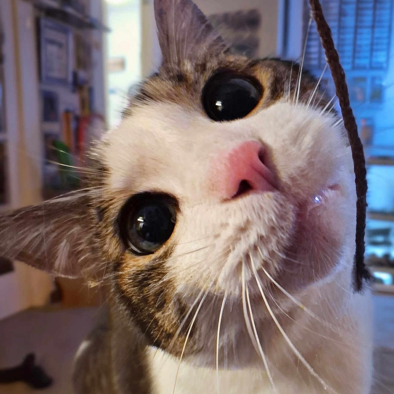 Oakie is registered to the contest to win money with this photo: cat, close_up, indoor, curious, whiskers, pink_nose, string, pet, feline, playful, face, ears, eyes, fur, domestic_animal, animal, home, cozy, soft_lighting, background_blur