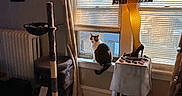 Oakie joined the competition — help win amazing prizes! cat, window, lamp, leg_lamp, cat_tree, curtains, blinds, carpet, table, indoor, home, furniture, animal, pet, cozy, light, shade, decor, sitting, quiet