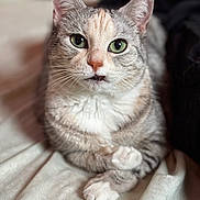 Astrid is registered to the contest to win money with this photo: animal, background_blur, cat, close_up, curious, cute, domestic_cat, fabric, feline, fur, green_eyes, indoor, paws, pet, portrait, resting, sitting, soft_light, tabby_cat, whiskers