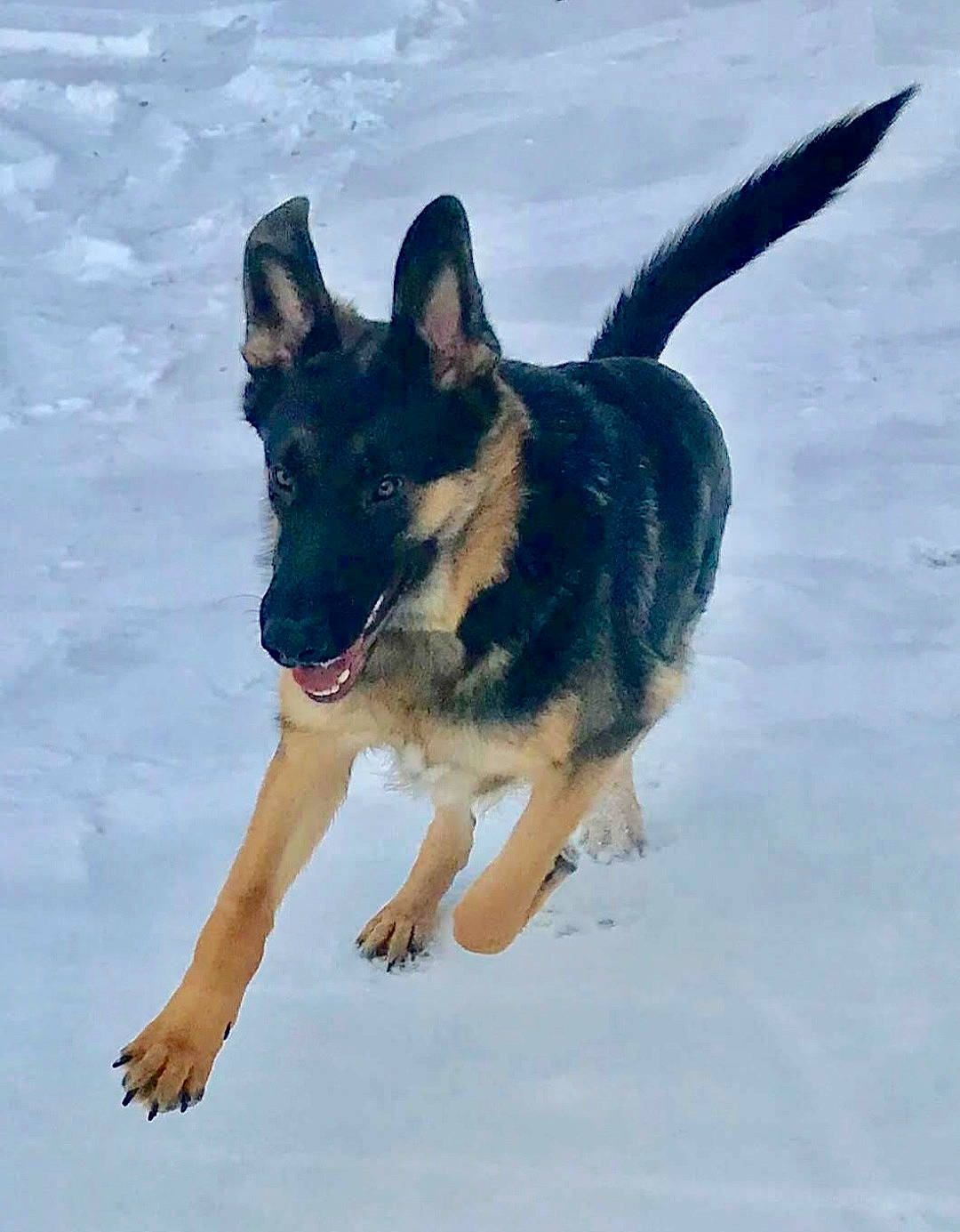 Heinz is registered to the contest to win money with this photo: bohemian_shepherd, canidae, carnivore, dog, dog_breed, east_european_shepherd, german_shepherd_dog, herding_dog, king_shepherd, kunming_wolfdog, mammal, old_german_shepherd_dog, police_dog, rare_breed_dog, shiloh_shepherd_dog, snout, sporting_group, vertebrate, working_dog