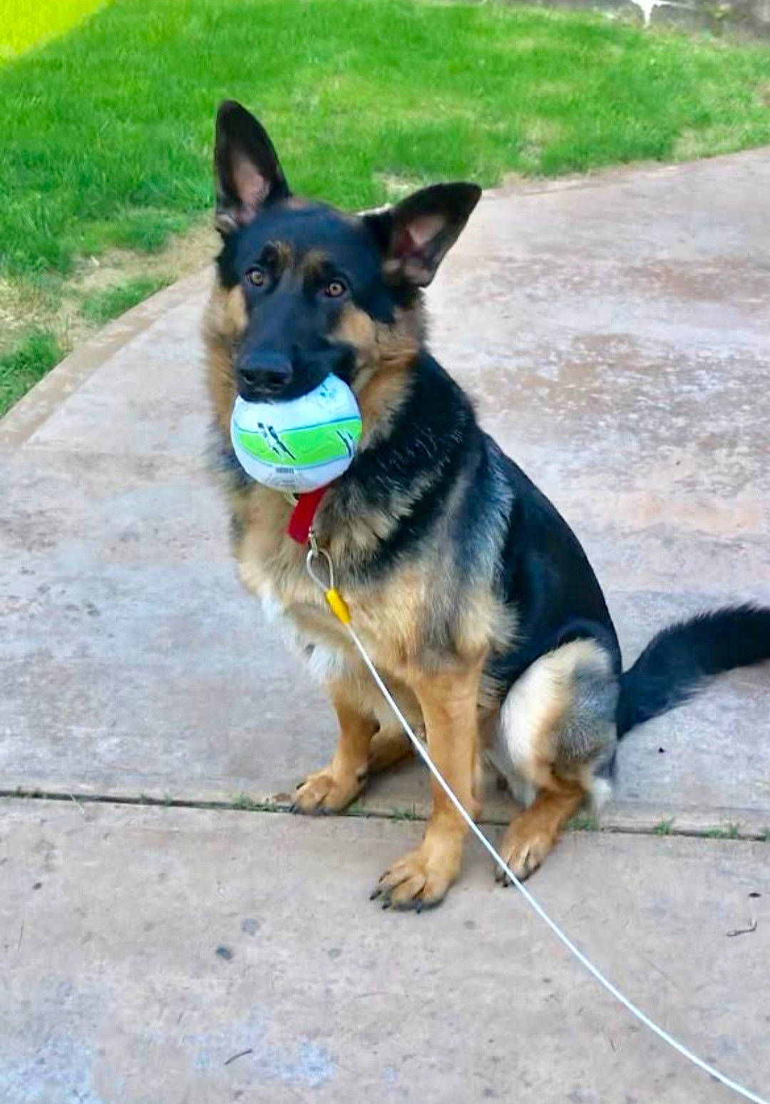 Heinz is registered to the contest to win money with this photo: canidae, carnivore, companion_dog, dog, dog_breed, east_european_shepherd, fawn, german_shepherd_dog, king_shepherd, kunming_wolfdog, mammal, old_german_shepherd_dog, police_dog, rare_breed_dog, shiloh_shepherd_dog, snout, sporting_group, tail, vertebrate, working_dog