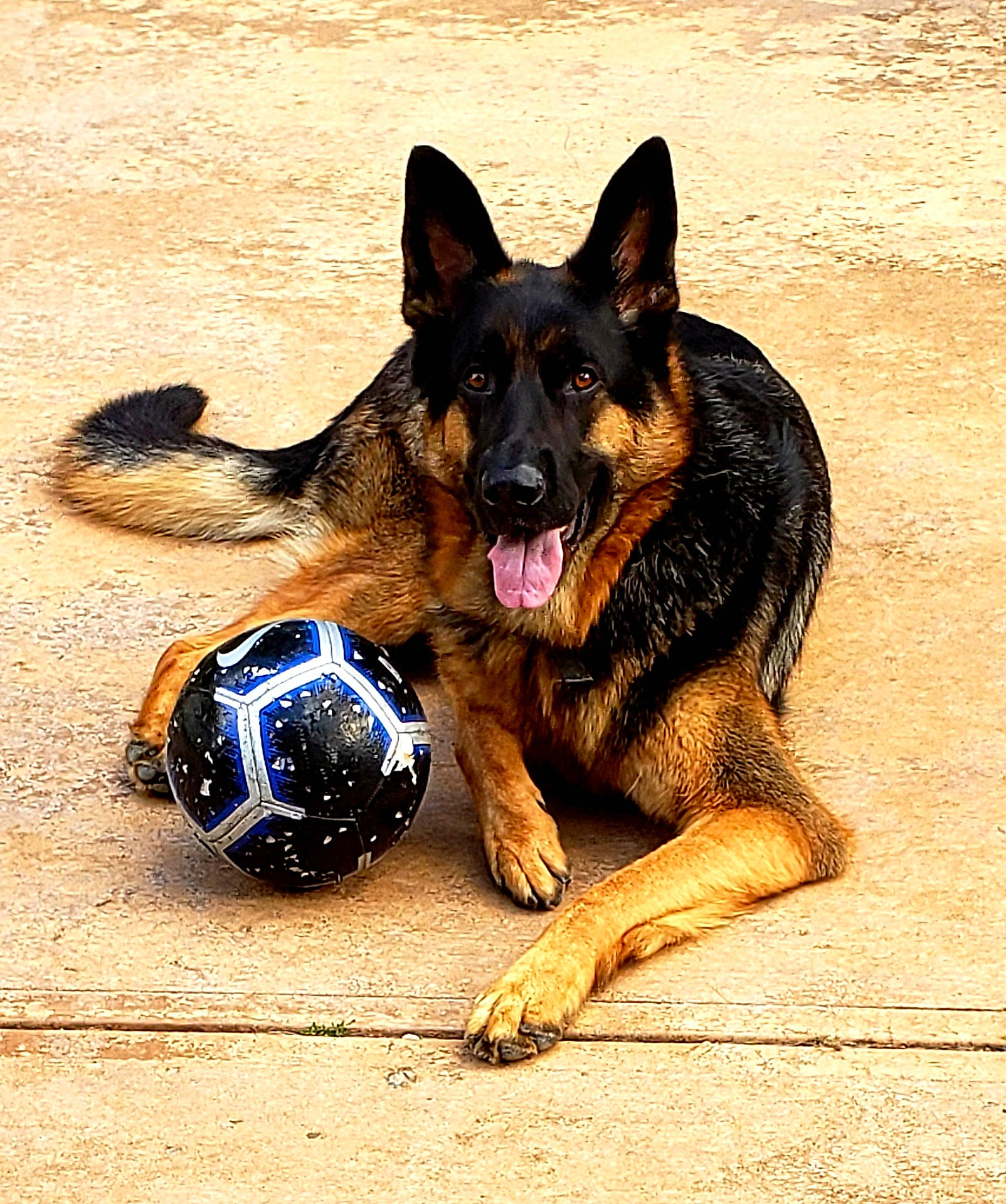 Heinz joined the competition — help win amazing prizes! ball, bohemian_shepherd, canidae, carnivore, dog, dog_breed, east_european_shepherd, fawn, german_shepherd_dog, king_shepherd, kunming_wolfdog, mammal, old_german_shepherd_dog, police_dog, shiloh_shepherd_dog, snout, vertebrate, working_dog