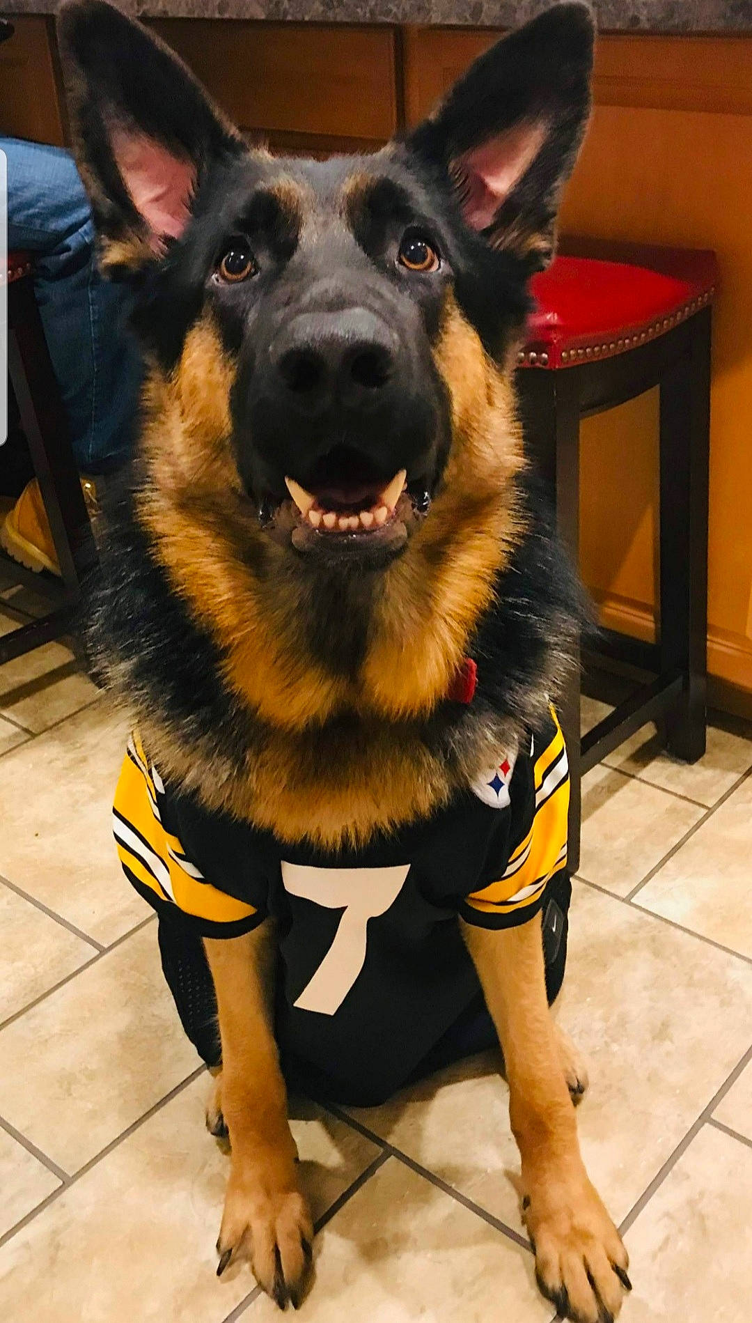 Heinz is registered to the contest to win money with this photo: belgian_shepherd, bohemian_shepherd, canidae, carnivore, dog, dog_breed, east_european_shepherd, fawn, german_shepherd_dog, king_shepherd, kunming_wolfdog, mammal, old_german_shepherd_dog, police_dog, rare_breed_dog, shiloh_shepherd_dog, snout, tervuren, vertebrate, working_dog