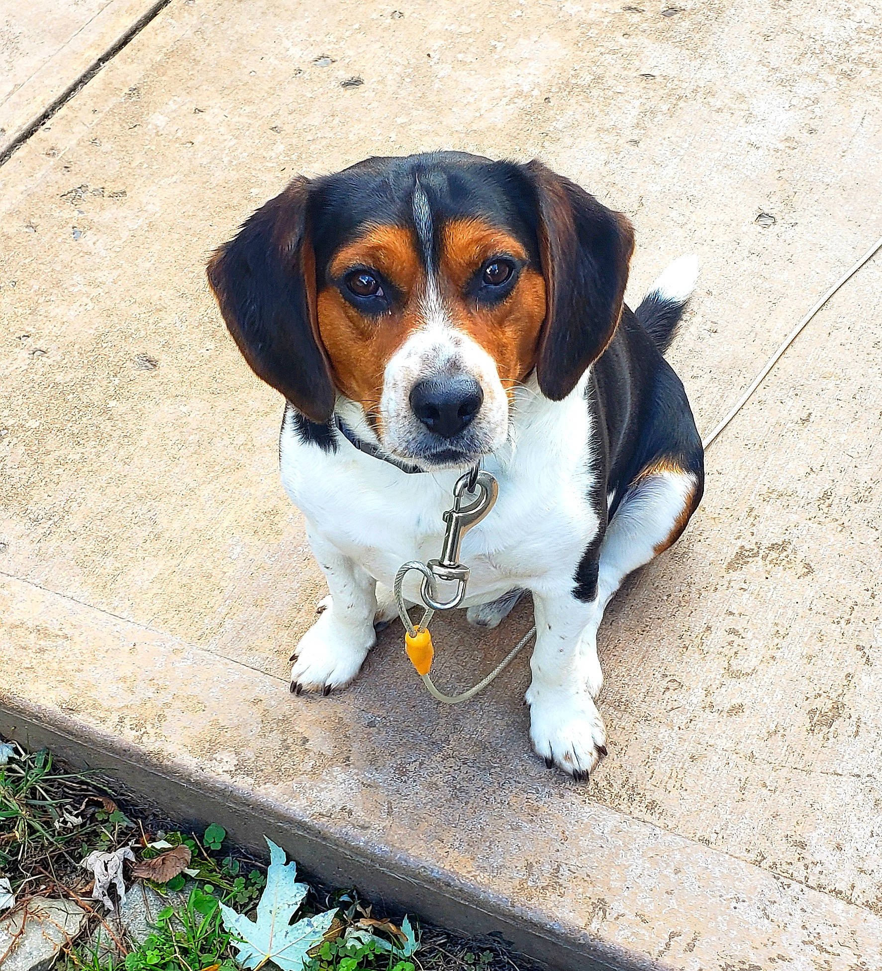 Seger joined the competition — help win amazing prizes! american_foxhound, beagle, beaglier, canidae, carnivore, companion_dog, dog, dog_breed, finnish_hound, harrier, hound, hunting_dog, mammal, pocket_beagle, puppy, rare_breed_dog, serbian_tricolour_hound, snout, treeing_walker_coonhound, vertebrate