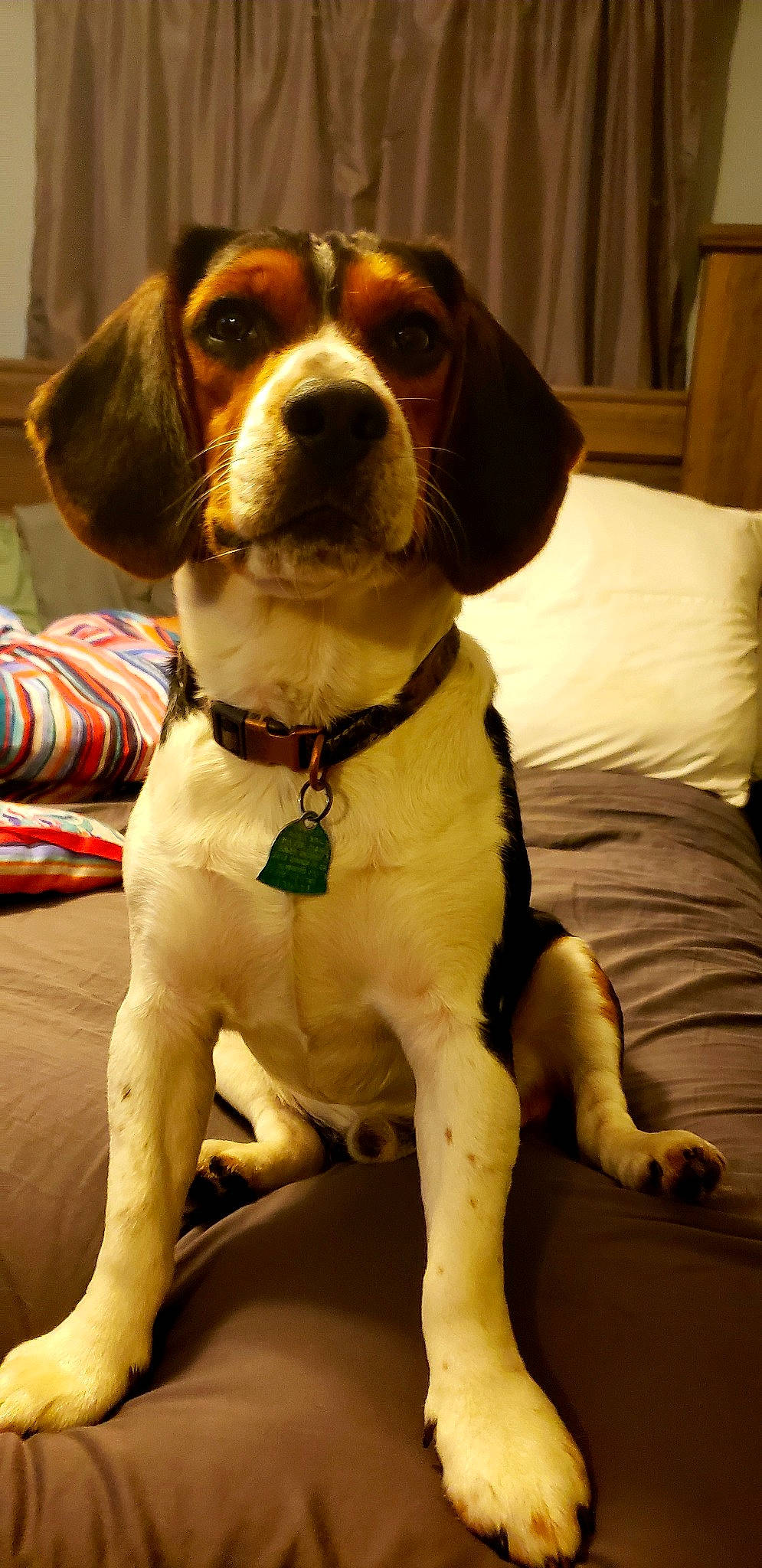 Seger joined the competition — help win amazing prizes! beagador, beagle, beaglier, canidae, carnivore, companion_dog, coonhound, dog, dog_breed, harrier, mammal, pocket_beagle, puppy, rare_breed_dog, snout, sporting_group, treeing_walker_coonhound, vertebrate